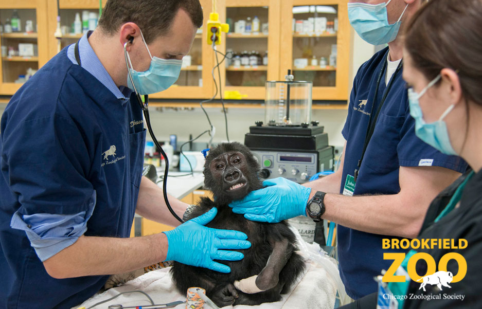 Chicago Zoological Society - Nora Gorilla Receives Care at the Zoo's